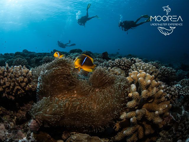 scuba diving moorea private tour