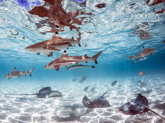 requin raies snorkeling plongée privée 