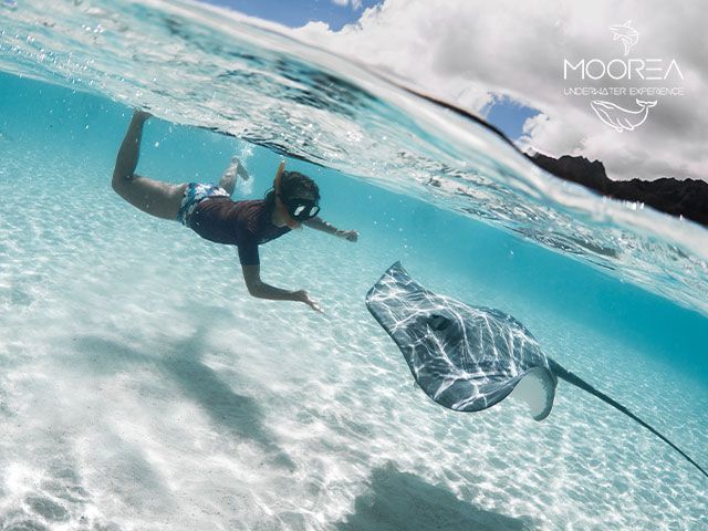 Moorea snorkeling rays