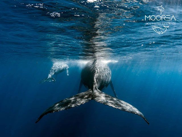 moorea swim with humpback whale watching private tour